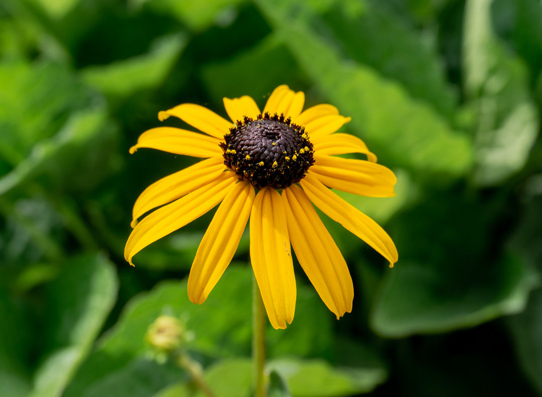 Black Eyed Susan 1gal Goldstrum