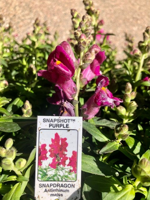 Snapdragon 6-pack Snapshot Purple | Viola’s Flower Garde