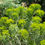 Thumbnail: Green Rabbitbrush 3gal