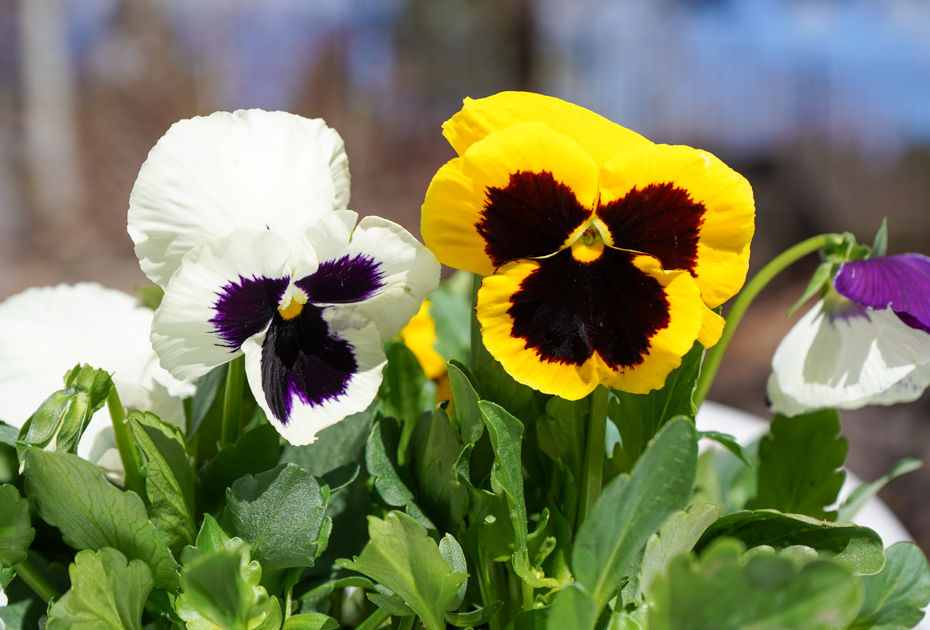 Pansy 6-pak Majestic Giant II Mix with Blotch