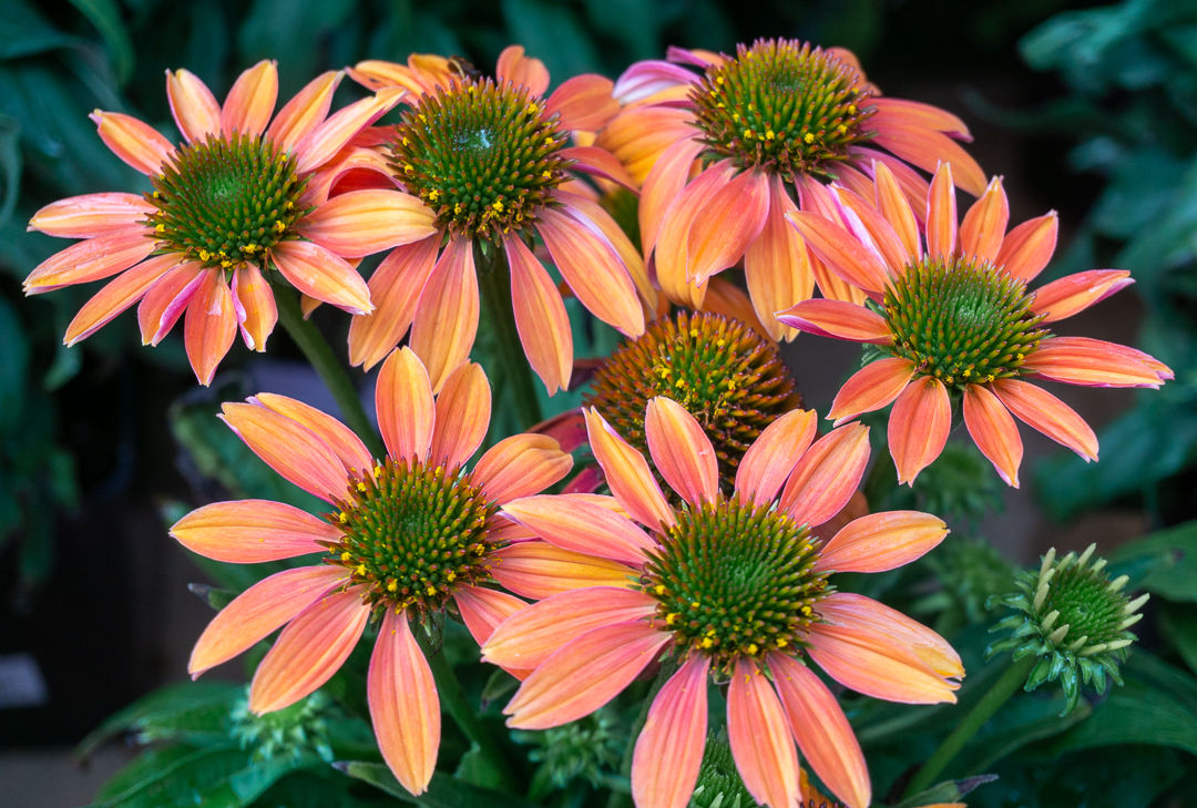 Echinacea Artisan 1gal Soft Orange