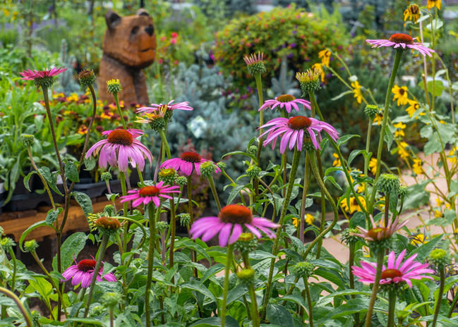 Rain at Viola's Flower Garden3.jpg