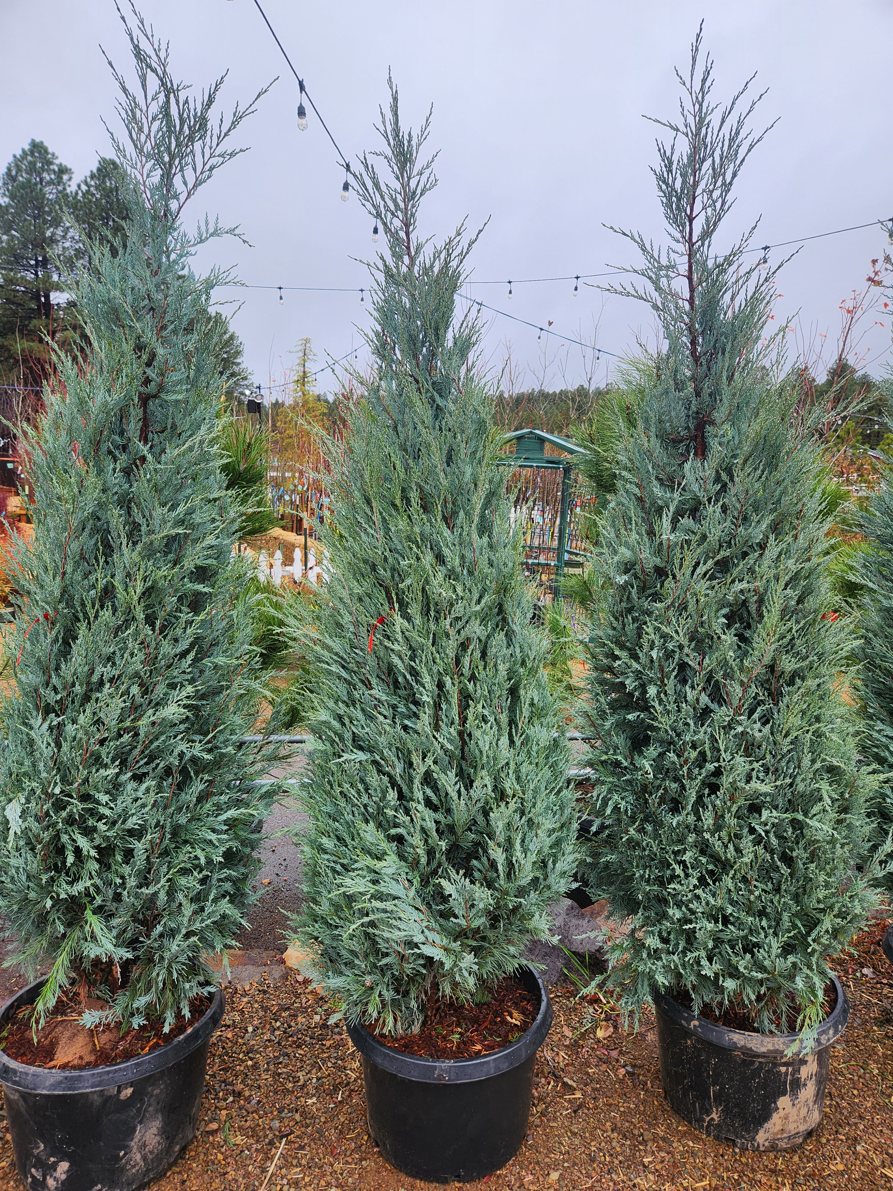 Moonglow Juniper 5-6'