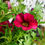 Thumbnail: Calibrachoa 4"pot Calitastic Red Lips