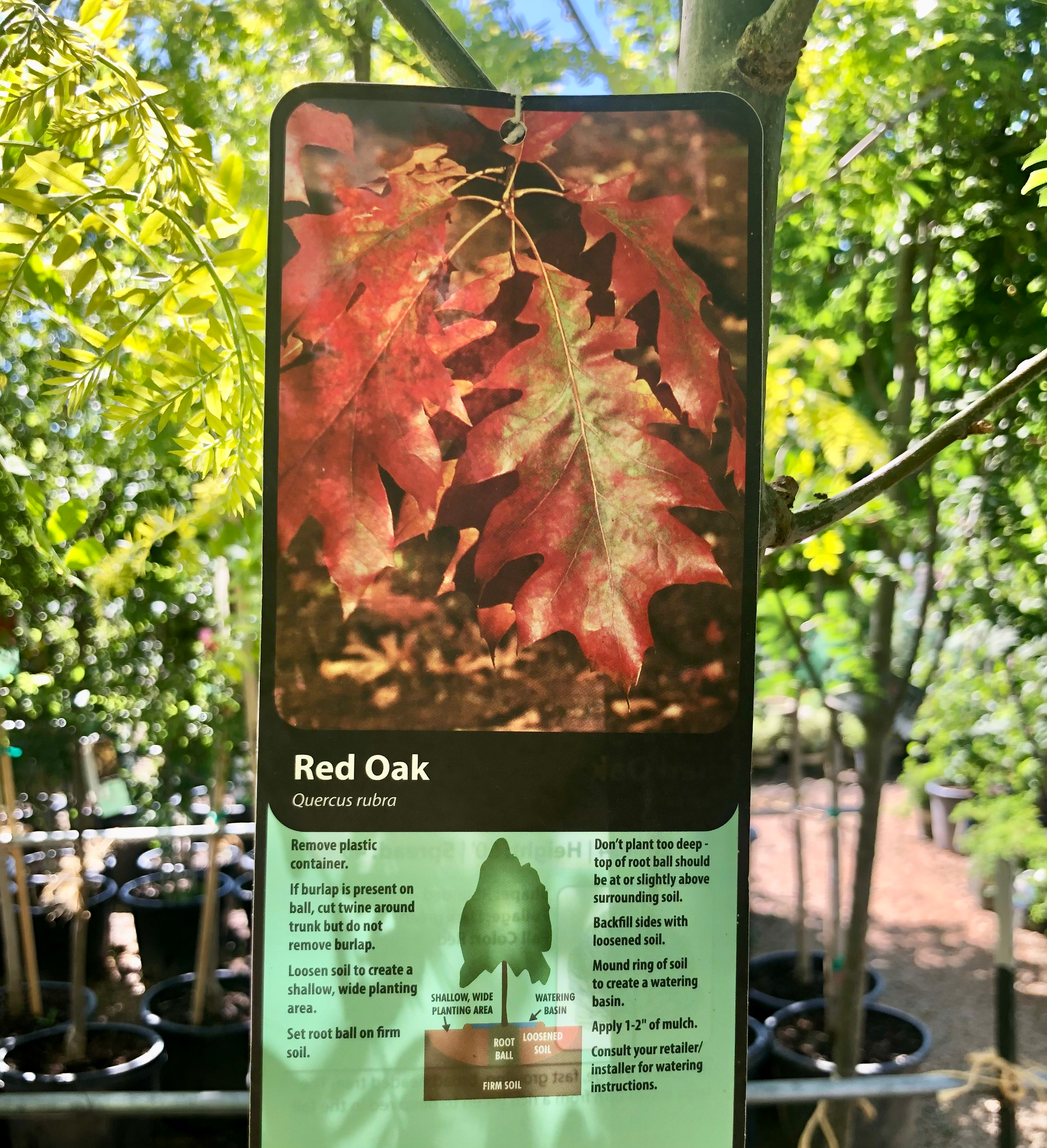 Red Oak Tree 10gal