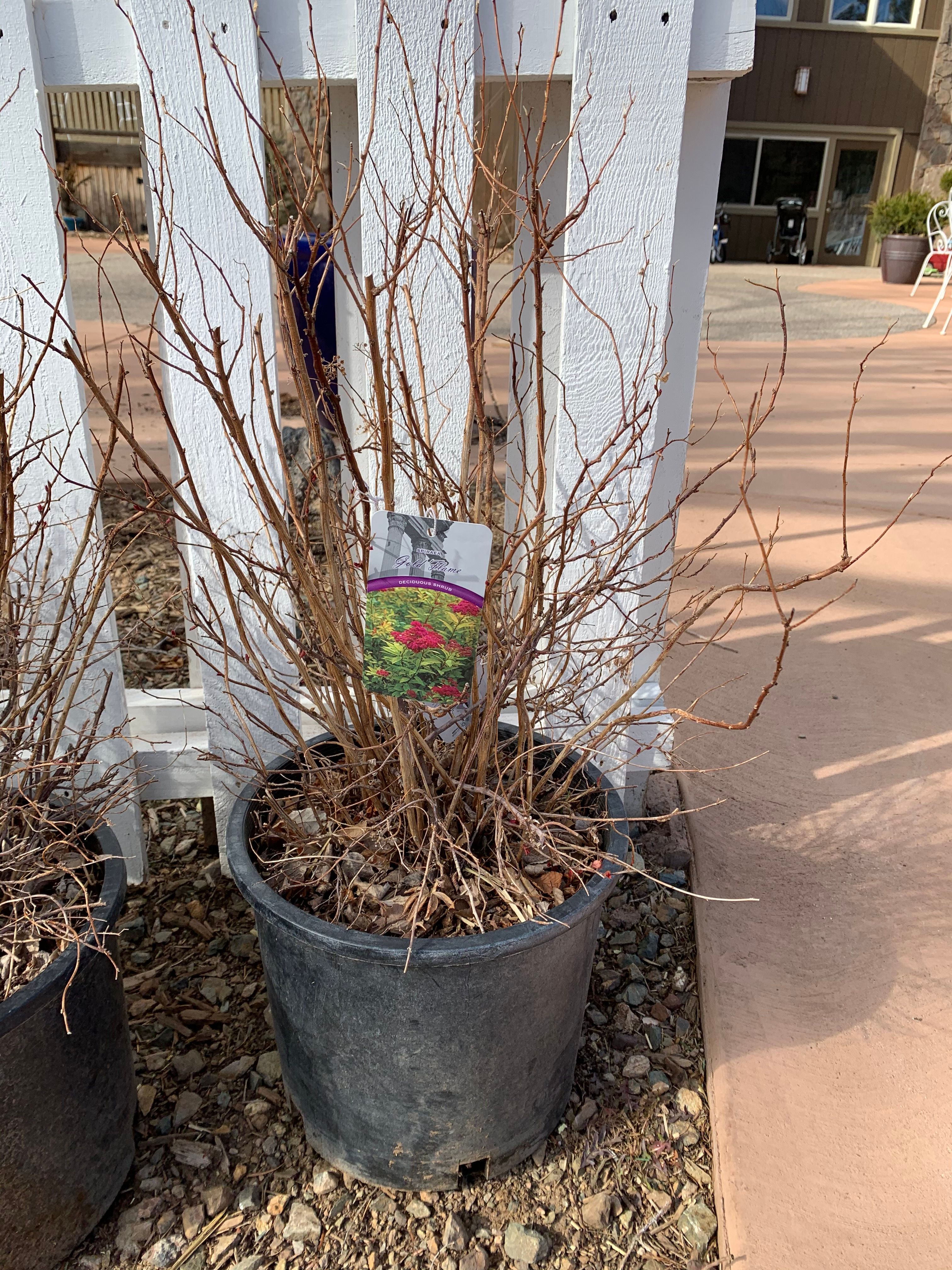 Spiraea 5gal Gold Flame