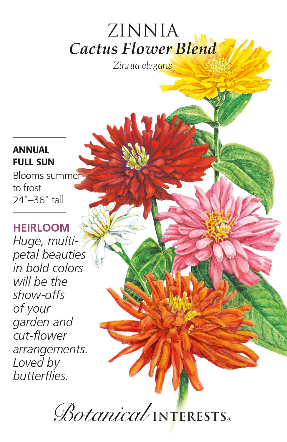 Zinnia Cactus Flower Blend Seeds