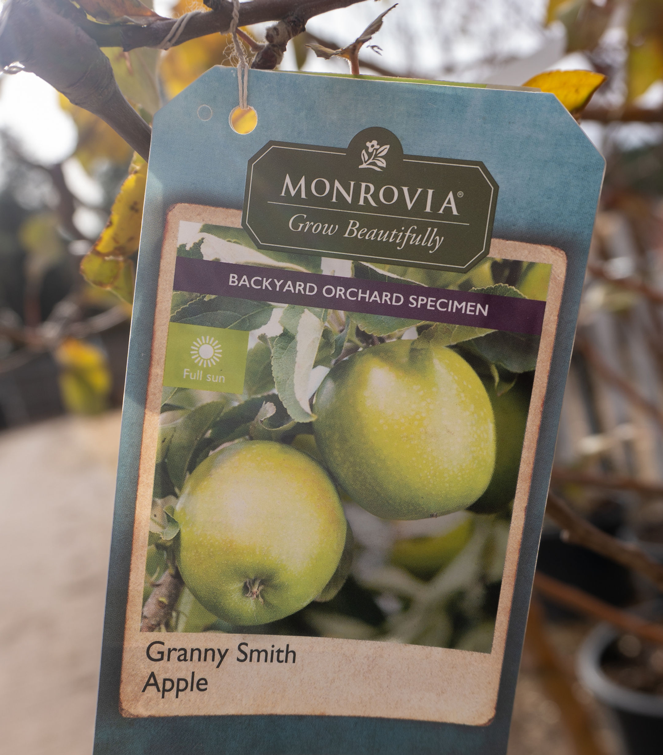 Apple Granny Smith Tree 10gal