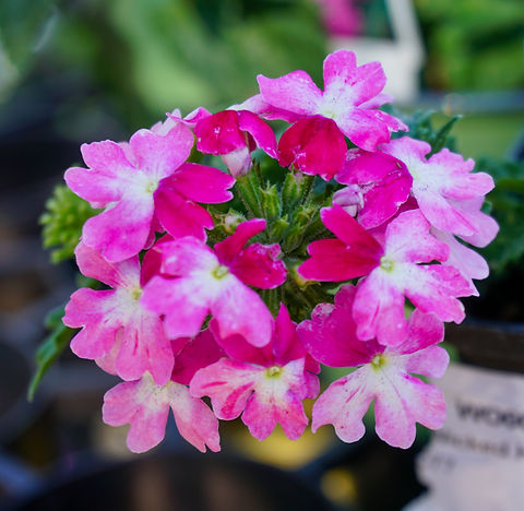 99baa3_d57e7ebbd0fe4ee0a214fee