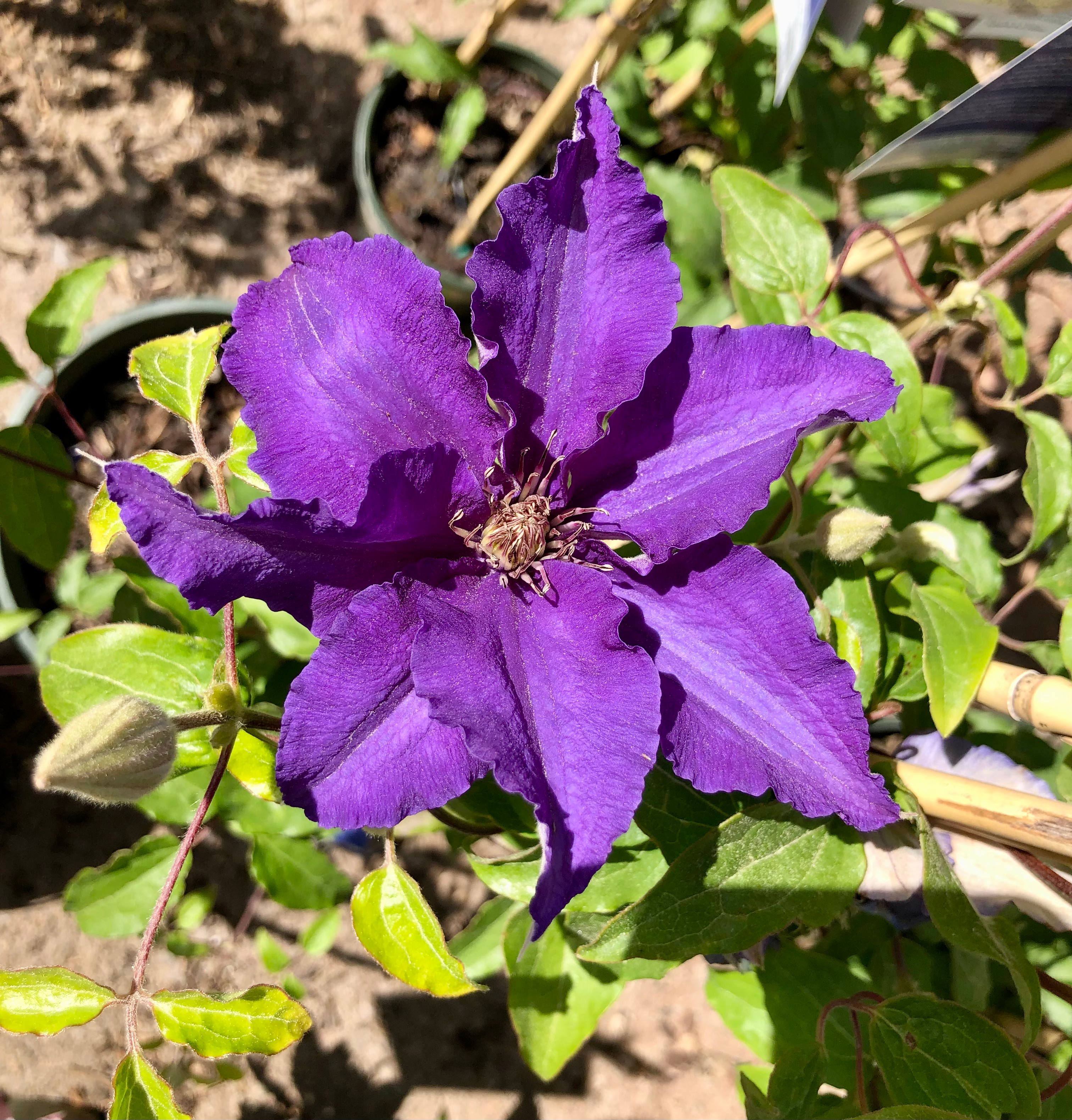 Clematis 2gal Boulevard Sacha