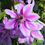 Thumbnail: Clematis 2gal Nelly Moser
