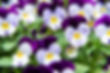 Heartsease viola flower. Viola genus of flowering plants in violet family violaceae. Beaut