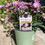 Thumbnail: Brachyscome 4"pot Surdaisy Pink