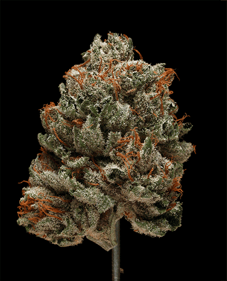 platinum-bubba-450px.gif