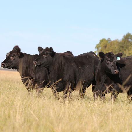Rincon ofertará mais de cem animais no Leilão Revolution