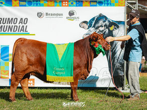 Rincon Show ofertará campeões de pista no dia 8 de junho