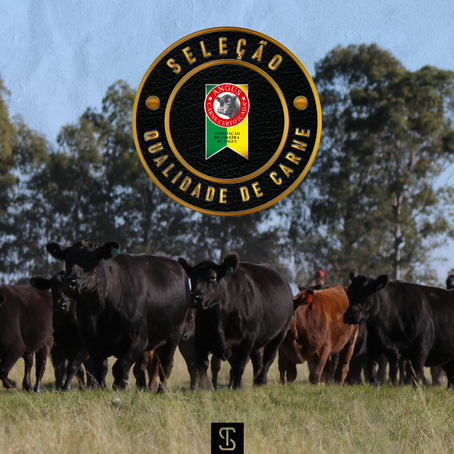 Reprodutores da Rincon del Sarandy recebem Selo Seleção Qualidade de Carne Angus