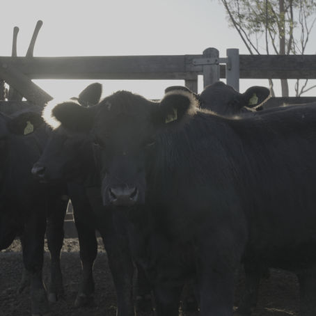 Rincon del Sarandy levará 8 trios e duas duplas à Expoutono em Uruguaiana