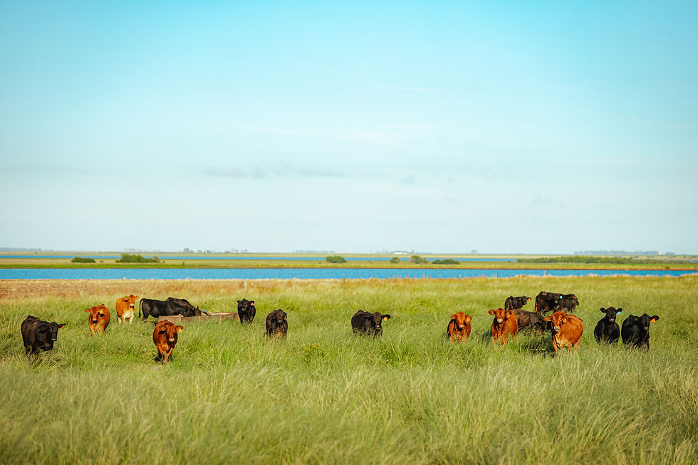 Fotografia Gustavo Rafael IMG-9979.jpg