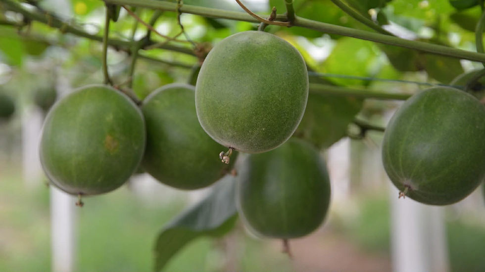 Organic monk fruit growing on a vine for Riveting Naturals juice concentrate.