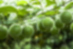 Momordica grosvenori fruits