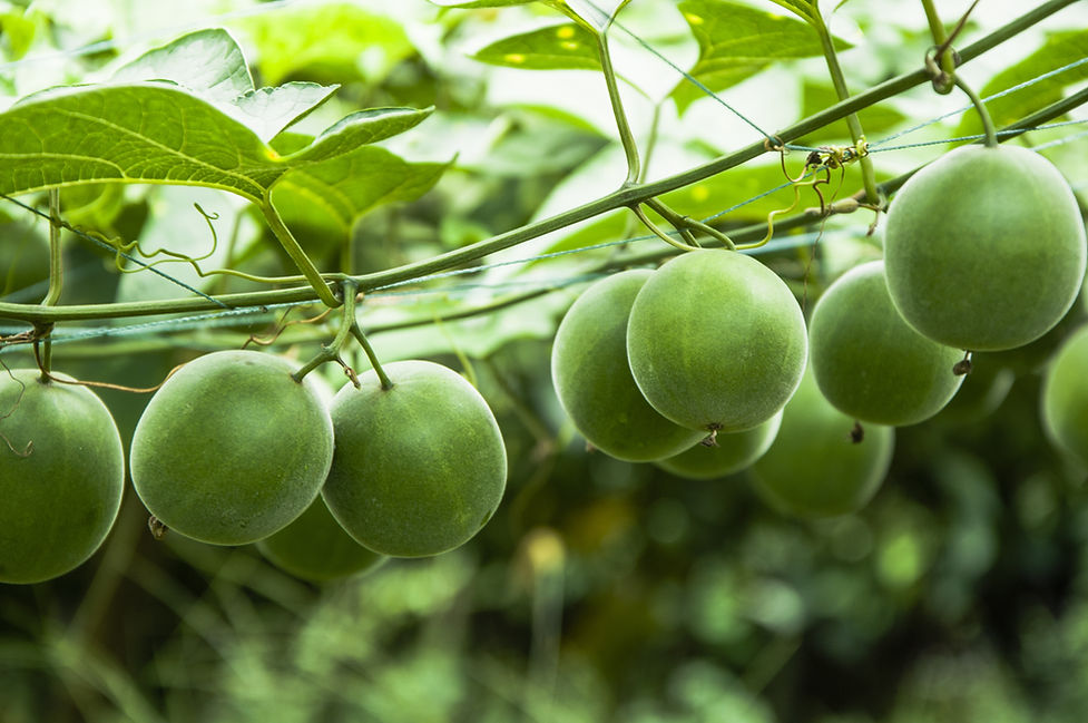 Momordica grosvenori fruits