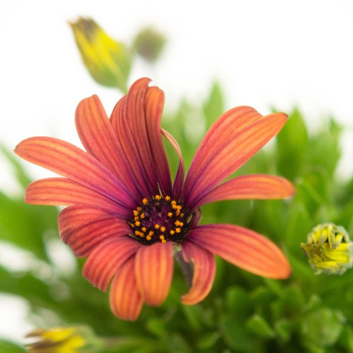 Osteospermum