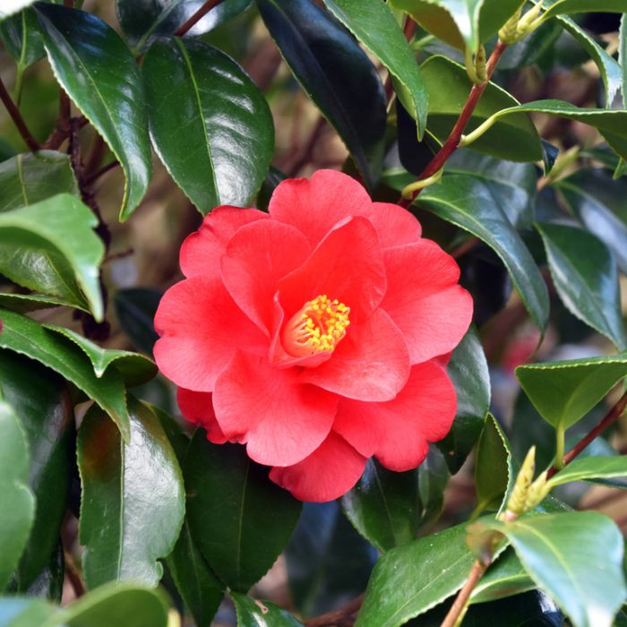 Camellia Japonica Wildfire