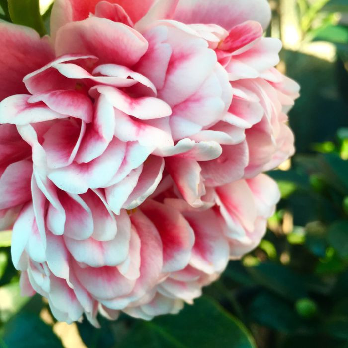 Camellia Japonica Volunteer