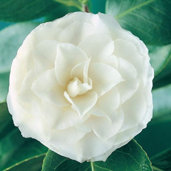Camellia Snow
