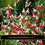 Thumbnail: SALVIA 'HOT LIPS' ' CHERRY LIPS' - Perennial Plants