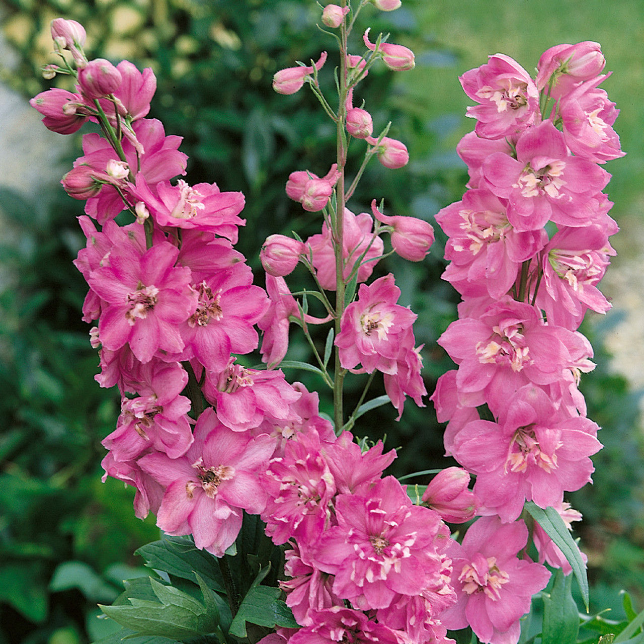 DELPHINIUM - Astolat (Garden Ready Plants)