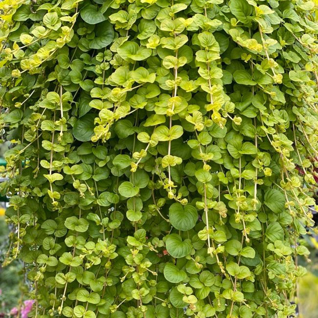 Thumbnail: CREEPING JENNY (Garden Ready Plants) Lysimachia Numularia Goldilocks
