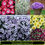 Thumbnail: SURFINIAS® (PETUNIAS) Choose your own variety
