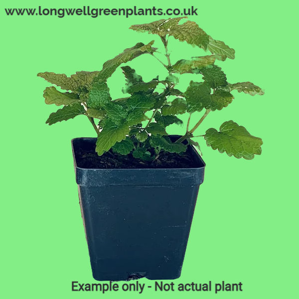 Thumbnail: SALVIA 'HOT LIPS' ' CHERRY LIPS' - Perennial Plants