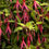 Thumbnail: FUCHSIA Choose your own variety - Hardy Perennial