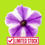 Thumbnail: SURFINIAS® (PETUNIAS) Choose your own variety