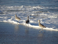 Sandpipers