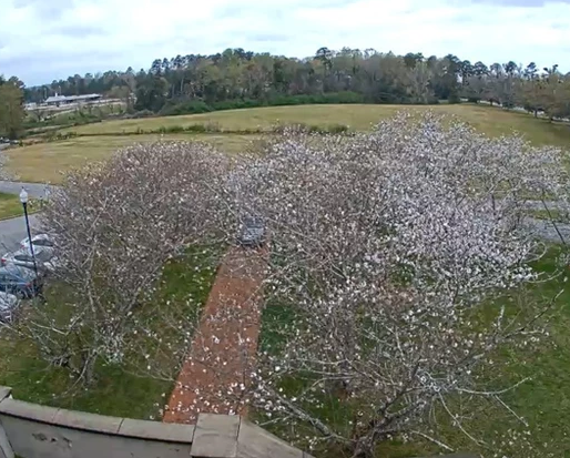 Visit Macon & Wesleyan College Present the Macon Bloom Cam for the Cherry Blossom Festival