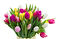 Colorful Bouquet_edited