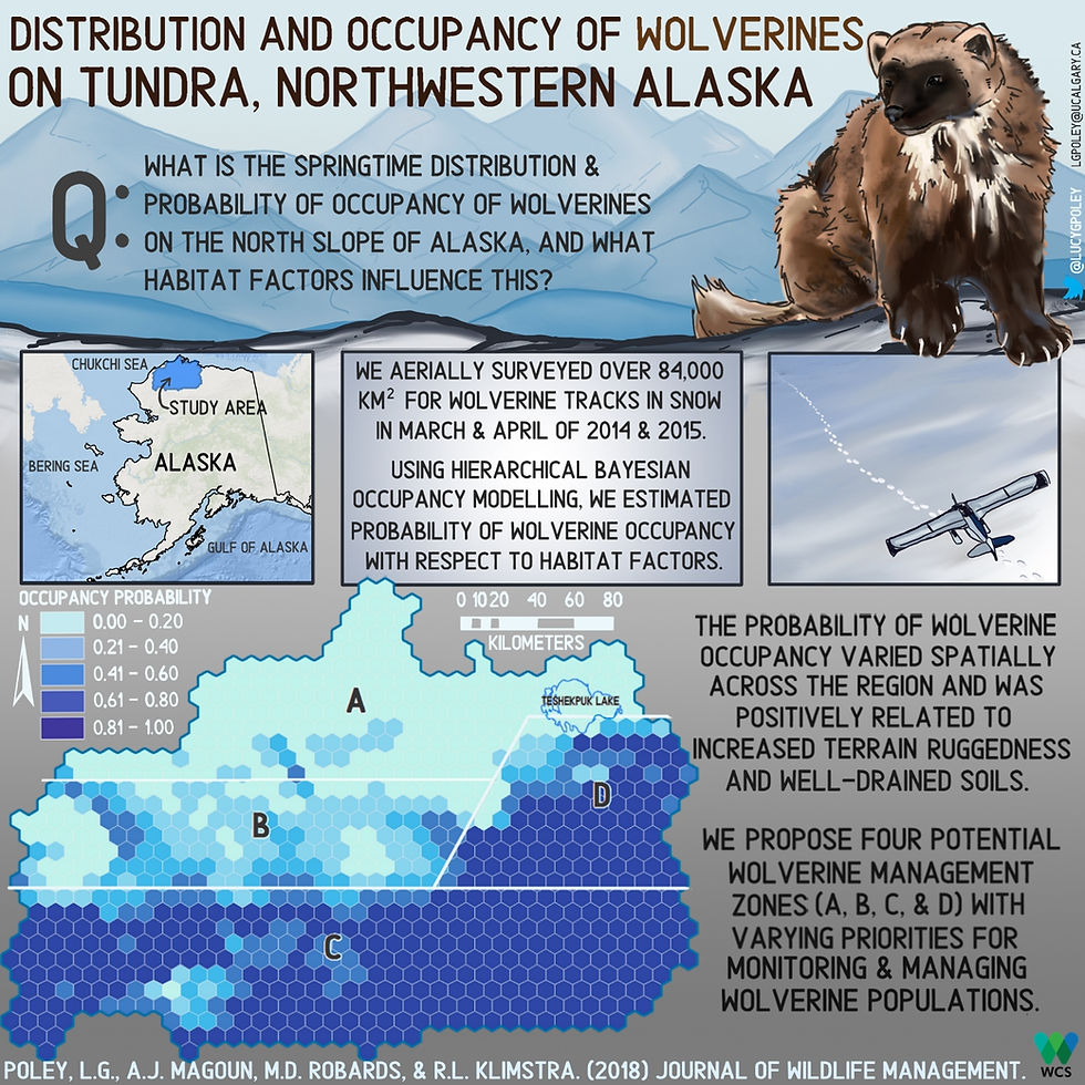My first graphical abstract - wolverines in Alasksa