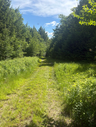 Riparian Forest Buffers