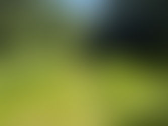 Riparian Forest Buffers