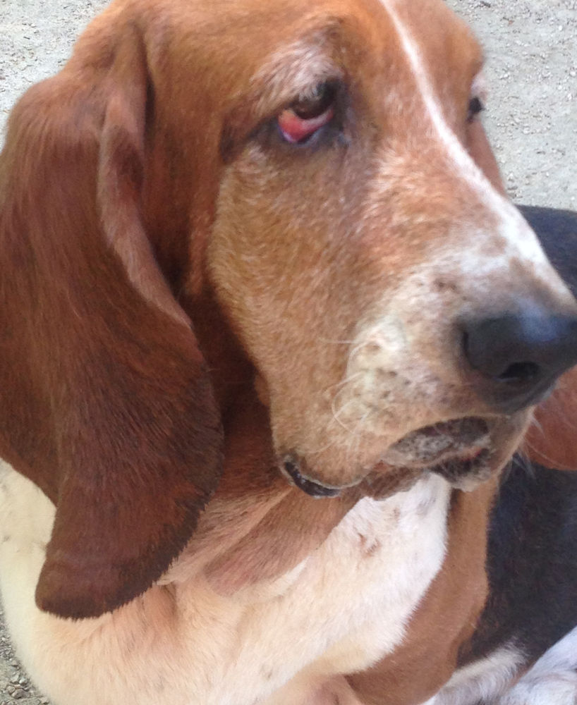 Columbo Hund