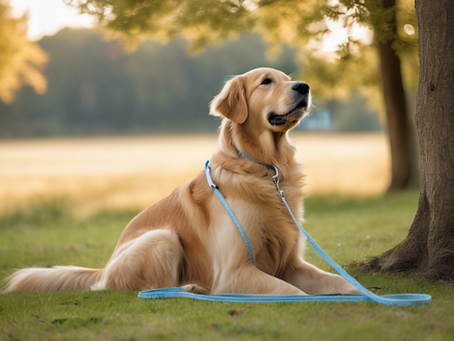 Récompenser son chien : attention au mauvais timing !