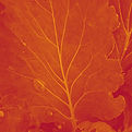 Untitled design (1)_edited_edited_edited