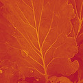 Untitled design (1)_edited_edited_edited