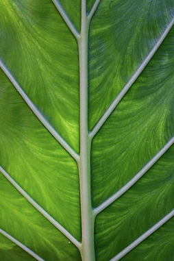 green leafy veg with white veins 2.0.jpg