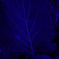 Untitled design (1)_edited_edited_edited.jpg