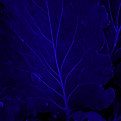 Untitled design (1)_edited_edited_edited.jpg